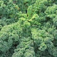 Plant de chou kale vert Westlander winter