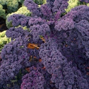 Plant de chou kale rouge