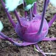 Plant de chou rave violet Azur Star