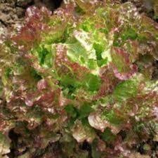 Plant de salade batavia Rouge grenobloise