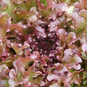Plant de salade feuille de chêne rouge