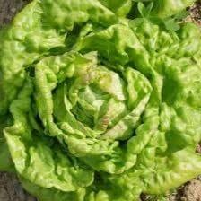 Plant de salade pommée blonde Reine de Mai