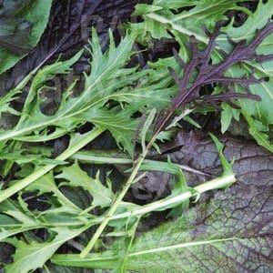Plant de salade Mélange asiatique