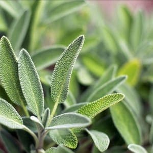 SAUGE OFFICINALE