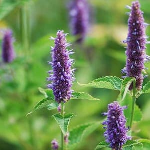 agastache anisée