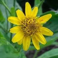 arnica