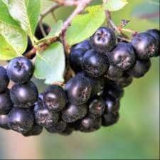 aronia