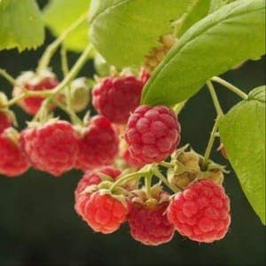 Framboise Heritage