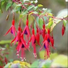 fuschia magellanica