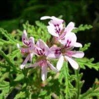 géranium citronnelle