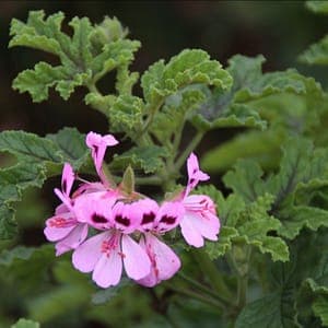 géranium rosat