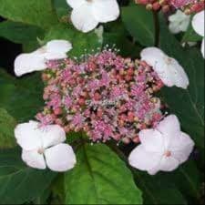 hydrangea serrata 'oamacha'