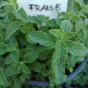 menthe fraise