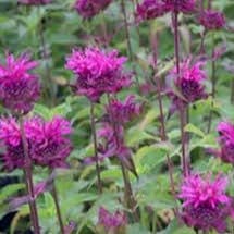 monarde bergamote