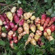 oca du Pérou