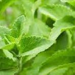 stevia