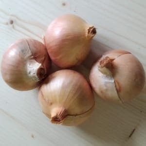 Oignon