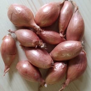 Echalote