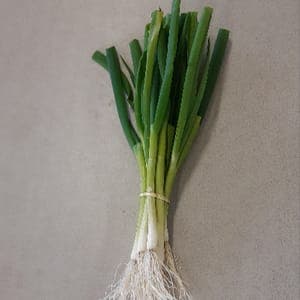Oignon Cébette