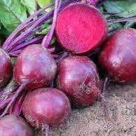 Plant de betterave rouge Robuschka