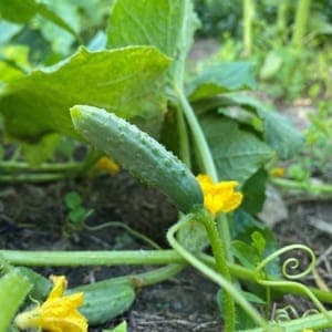 Plant de cornichon Fin de Meaux