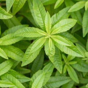 Plant de verveine officinale