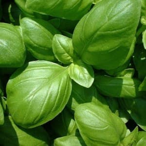 Plant de basilic vert Rustik