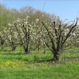 La Branche à Fruits #4