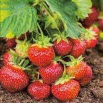 Plant de fraisier Favette