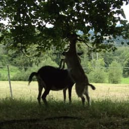 La Ferme de Nouillane #1