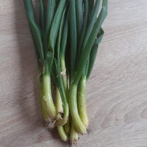 Oignons ciboule botte