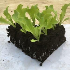 Lot de 10 plants de salade