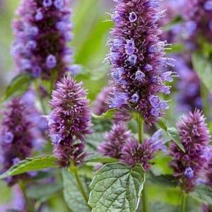 Plant d'agastache (menthe coréenne)