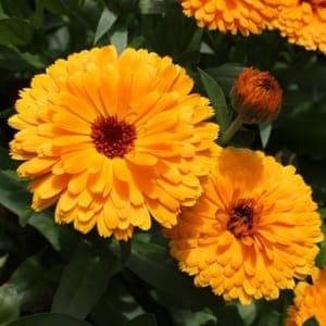 Plant de calendula officinale