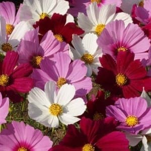 Plant de cosmos sensation