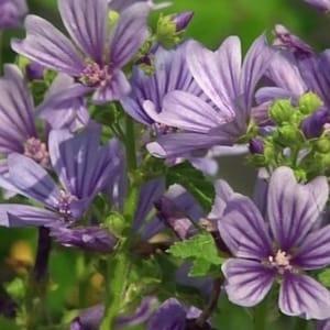 Plant de mauve bleue