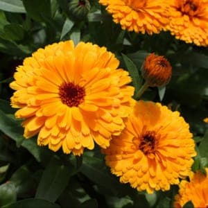 soucis calendula