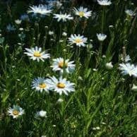 marguerite (grande)