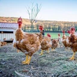 Les Poulets Bio de Leger #1