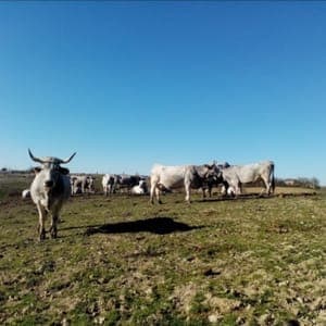 Colis de Boeuf 6 kg formule mijoté 17 €/KG
