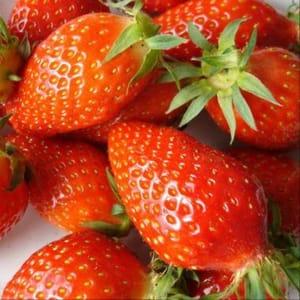fraisiers 'Gariguette'