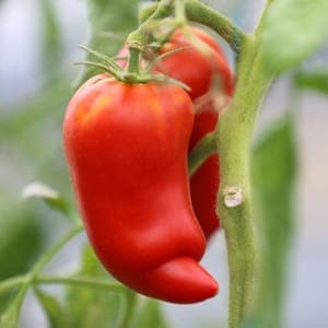 Plants de tomates Andine cornue