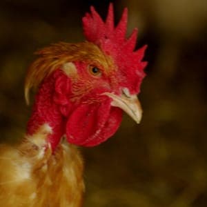 A Poulet