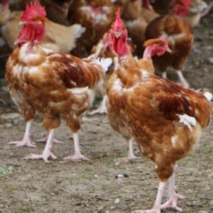 A Poulet