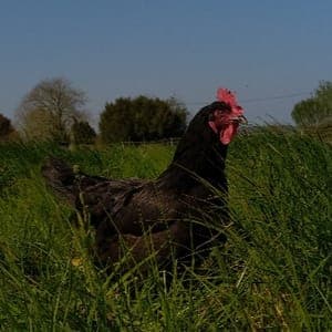 A Poule à bouillir