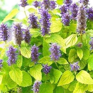 Plant aromatique vivace - AGASTACHE GOLDEN