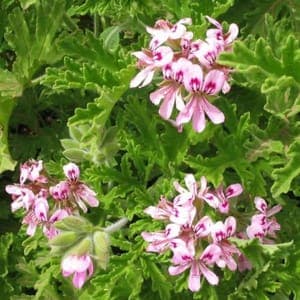 Plant aromatique vivace - GERANIUM ROSAT