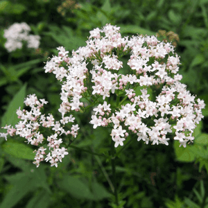 Plant aromatique vivace - VALERIANE OFFICINALE