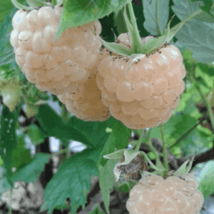 Plant de petit fruit - FRAMBOISIER blanc