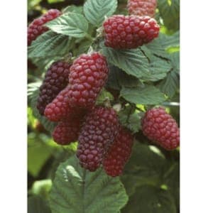 Plant de petit fruit - MÛRIER FRAMBOISE